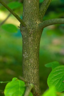 Cornus nuttalii 'Ascona' - dřín nuttallův - kůra